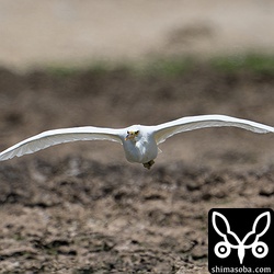 クロサギ白色型。
