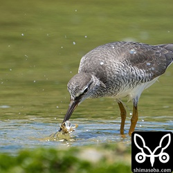 潮溜りでカニを捕まえたキアシシギ成鳥。