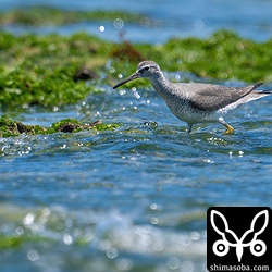 波打ち際を走り回り獲物を探すキアシシギ成鳥。