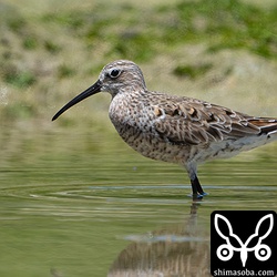 上と同個体。第1回冬羽から夏羽へ換羽中。