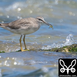 波打ち際でカニを捕まえるキアシシギ。換羽がかなり遅い個体。