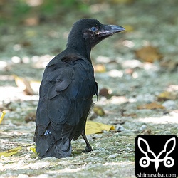 巣立ったオサハシブトガラス。全く飛べませんでした。