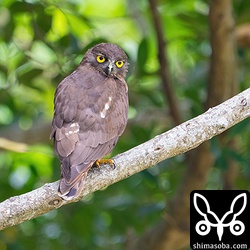 背面から。 `昨年、同じ場所で繁殖したペアのオス <https://shimasoba.com/blog/1391/>`_ と同個体だと思われます。