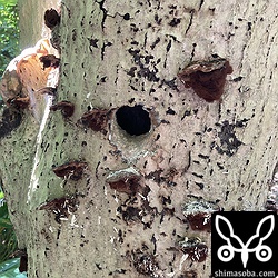 上とは別の場所のアカショウビンの巣。ほぼ完成していました。