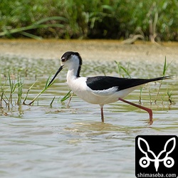 セイタカシギ成鳥オス夏羽。
