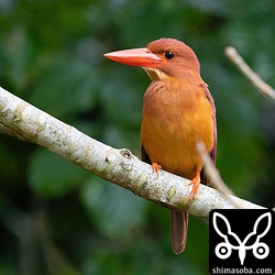 同じく公園で。こちらはメス個体。