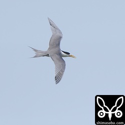 今年も繁殖地の尖閣諸島に渡る前に石垣島に立ち寄ったオオアジサシ。