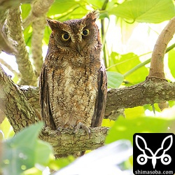 上の個体の相棒。オス、メスともに昨年、 `同所で繁殖したペア <https://shimasoba.com/blog/1624/>`_ と同じ。