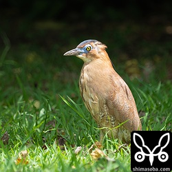 ズグロミゾゴイも抱卵に入っていると思われます。