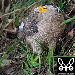 キノボリトカゲを捕まえたカンムリワシ。