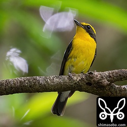 喉の色はリュウキュウキビタキが黄色なのに対してキビタキはオレンジ色がかっています。