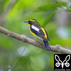 初列風切以外は夏羽に変わっているリュウキュウキビタキ。