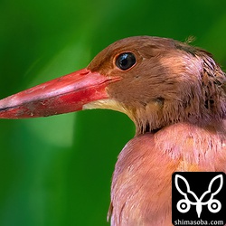 上と同じ個体ですが左を向くと過去の他の個体にも似ている気が…。