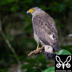 アカショウビンと餌場を共有していたカンムリワシ。お互い干渉はなし。