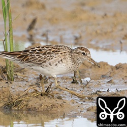 ウズラシギ。まだ冬羽を残しています。