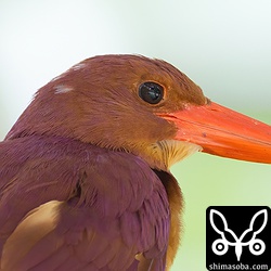 こちらの個体が上のアカショウビンと同じエリアで2013年に撮影したもの。白い羽毛の位置が似ていますね。