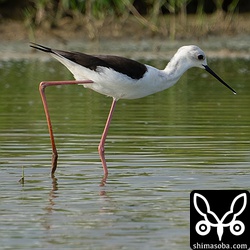 セイタカシギのメス夏羽。