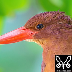 それがこの2013年に撮ったこの個体。こちらはオスですが、後頸の羽毛の感じが特徴的で似ています。