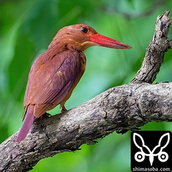 反対を向くと、おやわずかに部分白化。見たことがある気がして自宅に戻って過去のデータをあさってみました。