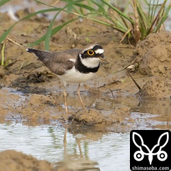 コチドリのオス夏羽。