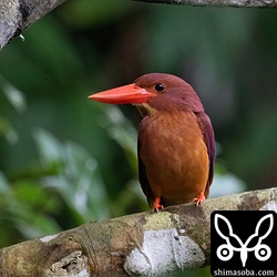 リュウキュウアカショウビンのメス。オスもすぐ近くにいました。