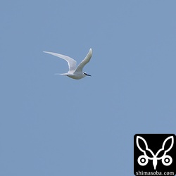 今季初のエリグロアジサシ。毎年繁殖する海岸の海上を飛び回っていました。石垣島のアジサシは、コアジサシ、オオアジサシ、エリグロアジサシ、ベニアジサシの順で飛来します。尖閣諸島で繁殖するオオアジサシ以外は石垣島の沿岸で繁殖します。