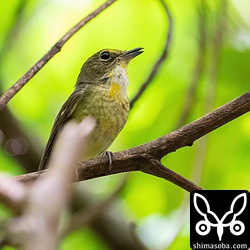 リュウキュウキビタキのオス第2回夏羽。さえずりながら縄張り内を移動していました。