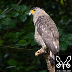 若いカンムリワシ。公園内を縄張りにする警戒心のない個体です。