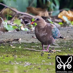キンバトのメス。地面地落ちて裂開したオオバギの黒い種子を食っていました。