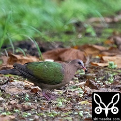 オオバギの種子をくわえるキンバト。この時季のキンバトはたいてい裂開したオオバギを食っています。