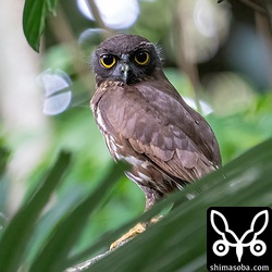 新規ポイントのリュウキュウアオバズク。これはオス個体。このペアの巣の目の前にはアカショウビンが巣を掘っていました…。アカショウビンの方が先に巣だったらアオバズクに襲われそうです…。^^; アオバズクは4カ所で営巣中。