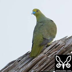 カタグロトビを見ていたらいつの間にかすぐ近くに止まっていたチュウダイズアカアオバト。こちらを気にしながらも逃げないので近くに巣があるのでしょう。