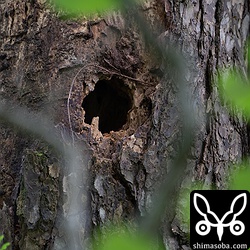 ほぼ完成したアカショウビンの巣。