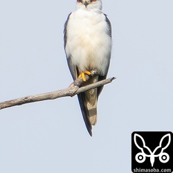 上と同個体。メス個体と思われます。