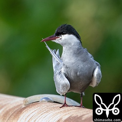 橋の欄干で休むクロハラアジサシの成鳥。