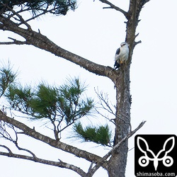 見張りをするカタグロトビ。手前に巣があるようです。