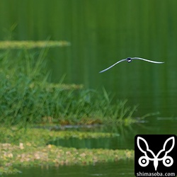 こんな川の上流と下流とを行ったり来たり。