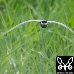 正面からクロハラアジサシ。逆光でしたがなんとか写りました。