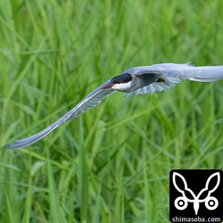 ほぼ夏羽に変わっているクロハラアジサシ。石垣島にはクロハラアジサシのほかに数は少ないですがハジロクロハラアジサシもやって来ます。今年はまだですね。