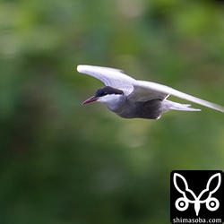 川の沿岸を行ったり来たりと慌てていました。