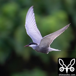 尾羽の後ろに長く白いのが見えていますが、釣り糸か何かでしょうか。