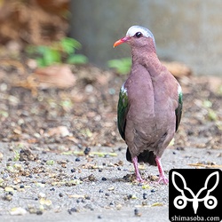 地上に落ちて裂開したオオバギの種子を拾うキンバトのオス。