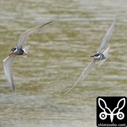 逃げるクロハラアジサシと追うクロハラアジサシ。横取りされずに逃げ切りました。