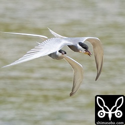 テナガエビを捕まえたクロハラアジサシ。後ろの個体が奪いに来ています。