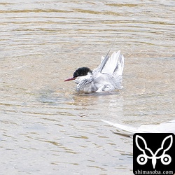 水浴びするクロハラアジサシ。