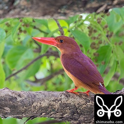 上の個体とペアのメス。こちらも警戒心ゆるゆる個体。交尾はゴールデンウイーク中に確認。