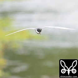 撮影場所からは追い風でこちら向きのクロハラアジサシのスピードはかなりのものですが、SONY α1とFE 200-600mmのAFはついて来てくれます。