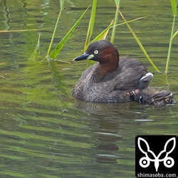 メス親の背中に乗ろうとするカイツブリのヒナ。