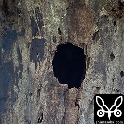 上のペアとは別のアカショウビンの巣。完成しているようですが、アカショウビンは完成後しばらく姿を消すことがよくあり、こちらも最近は見当たりません。声は聞こえるので近くにはいる模様。