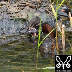 オス親からヤゴをもらうカイツブリのヒナ。